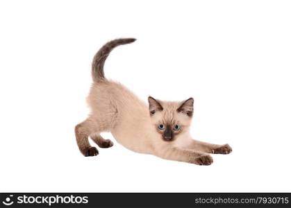 A siamese kitten stretching on a white background
