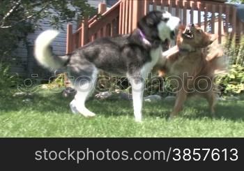 A siberian husky and golden retriever play together in a suburban back yard