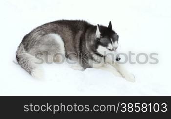 A Siberian Husky with one blue eye and one brown eye, laying in the snow.