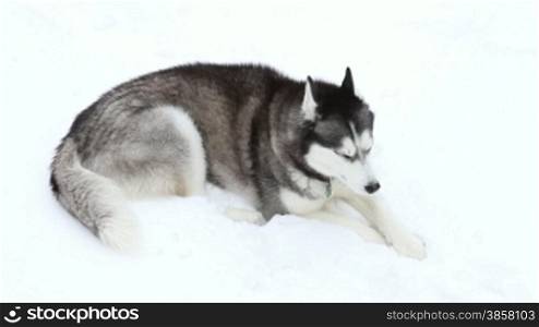 A Siberian Husky with one blue eye and one brown eye, laying in the snow.