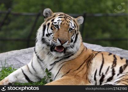 A Siberian Tiger (Panthera tigris altaica) sitting in a zoo.. Open Mouthed Siberian Tiger