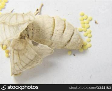 a silkworm moth laying eggs