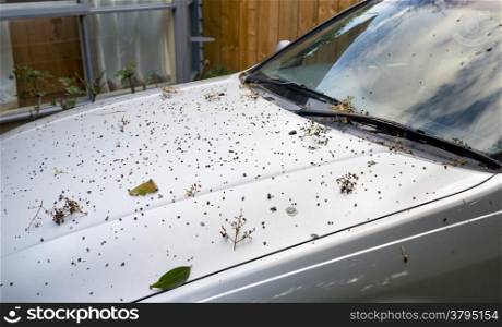 A silver car very dirty from trees overhead dropping leaves, sticks and bird droppings