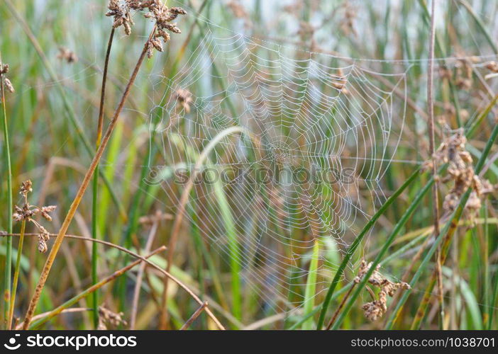 A simple web trrough the grass, close to the river