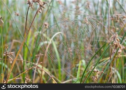 A simple web trrough the grass, close to the river