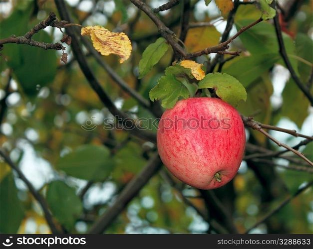 A single apple in the autumn garden