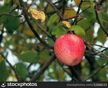 A single apple in the autumn garden