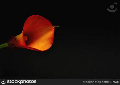 A single Arum lilly isolated on a black background