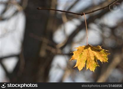 A Single Autumn Leaf Dangling From A Bare Tree Twig