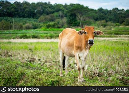 A single brown cow standing on the green field with forest background.