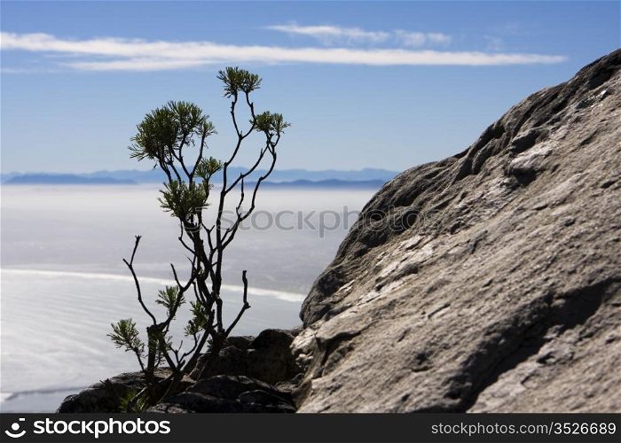 A single bush growing from the barren rocks on top of Table Mountain, with a view over the bay near Cape Town, South Africa. A thin layer of fog covers the lowlands with the mountains near Stellenbosch in the background.