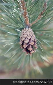 A single cone hangs on a pine tree in early winter.. Pine Cone On Tree