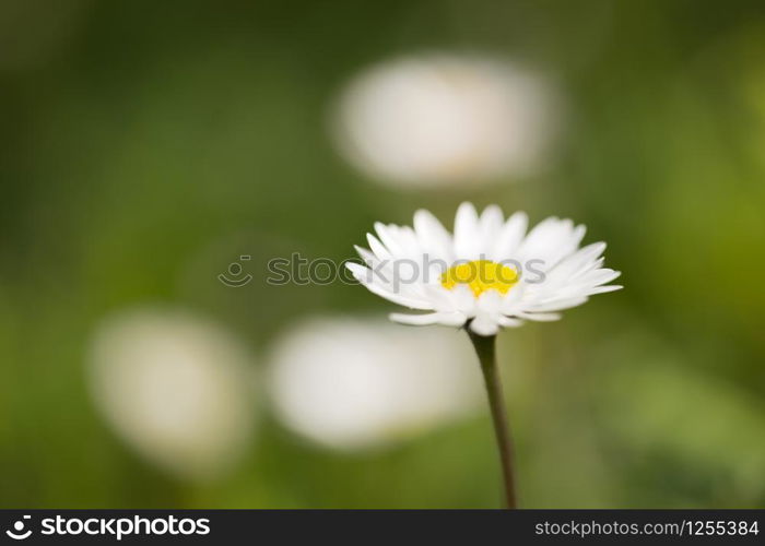 A single daisy flower against a blurred green and white backdrop