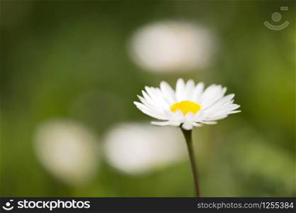 A single daisy flower against a blurred green and white backdrop