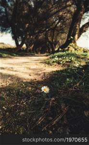 A single daisy in a giant trees garden with copy space