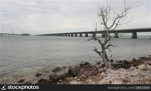 A single dead tree on a rocky shore, with two overseas bridges disappearing in the distance (florida Keys)