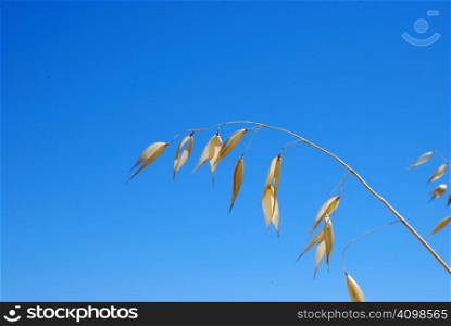 A single dry grass blade shown against blue sky