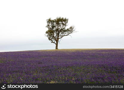 A single Eucalyptus tree in farmland, South-Western New South Wales, Australia