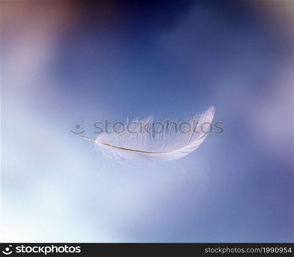 a single feather