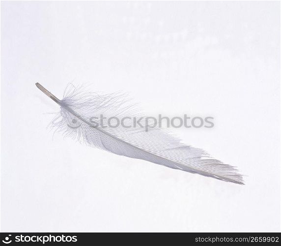 a single feather
