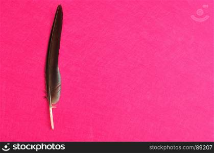 A single feather on a pink background