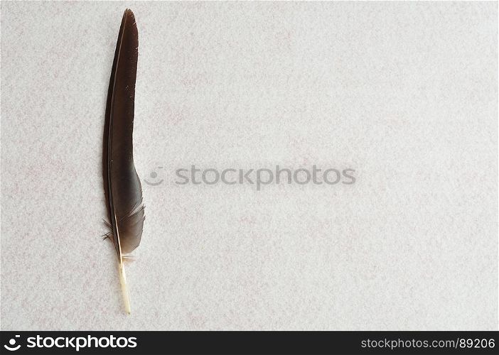 A single feather on a white background