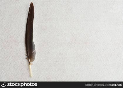 A single feather on a white background