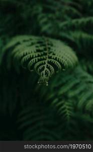 A single fern leave in focus background nature concept spring