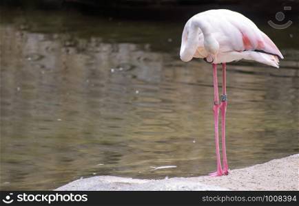 A single flamingo at a pond in a spanish Zoo. Copy space.. A single flamingo at a pond in a spanish Zoo.