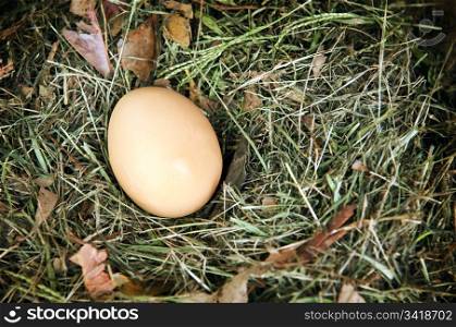 A single fresh egg sits in a natural nest