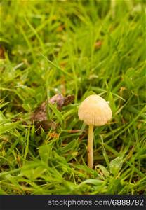 A Single Growing Mushroom in the Grass Isolated and in Season of Spring with Day Light