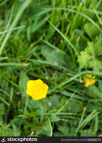 a single half opened blossoming buttercup in a field of green grass in left bottom corner clear macro
