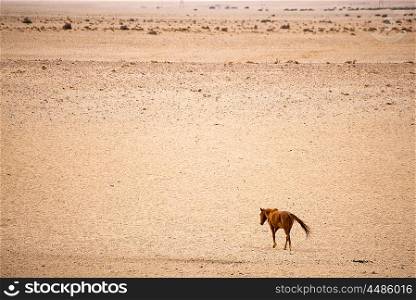 A single horse walks all alone in to the distance in the sands of the Namib Desert.