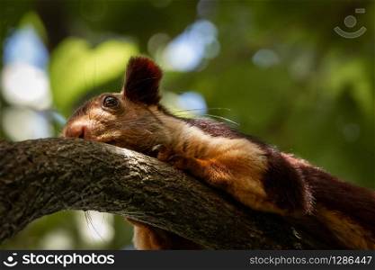 A single indian giant squirrel, Ratufa indica, laying on branch