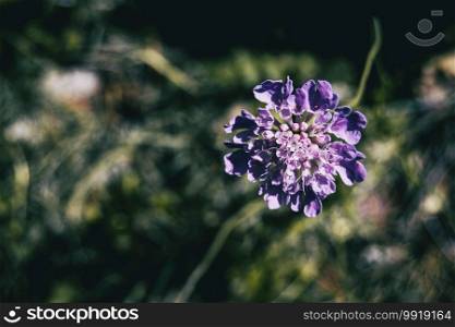 a single lilac flower of scabiosa in a field