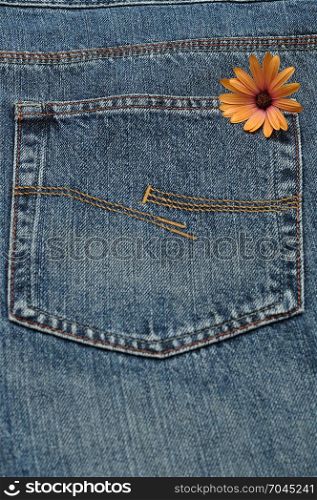 A single orange daisy in the back pocket of a denim jeans pants.