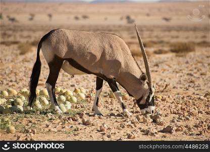 A single oryx bites in to a desert melon in the Namib desert.