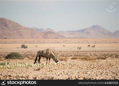 A single oryx eats desert melons in the Namib desert.
