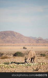 A single oryx eats desert melons in the Namib desert.