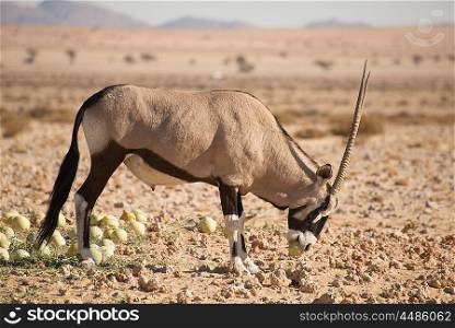 A single oryx eats desert melons in the Namib desertas he holds a full melon between his teeth.
