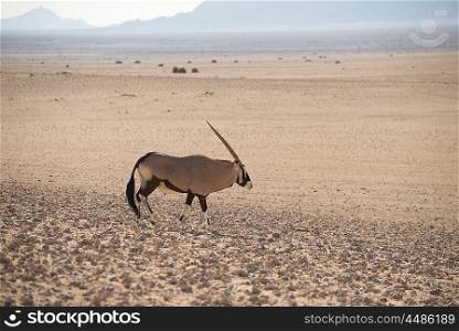 A single oryx walks along in the sand of the hot Namib Desert.