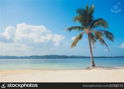 A single palm tree on a beautiful tropical beach with white sand