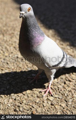 a single pigeon