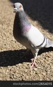 a single pigeon