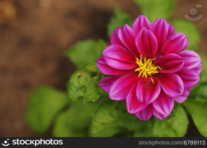 A single pink dahlia