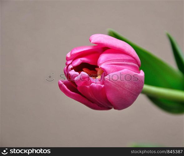 A single pink tulip against a white background