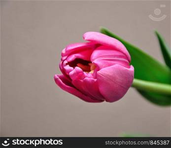 A single pink tulip against a white background