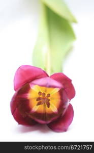 A single purple tulip in close up