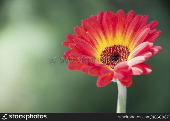 A single red and yellow gerberra photographed against a bokeh background