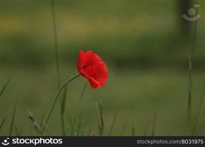 A single red poppy in a field